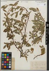 Foto von Salix kitaibeliana Willd.